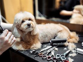 Fancy Paws Mobile Spa - Fancy Paws Mobile Spa