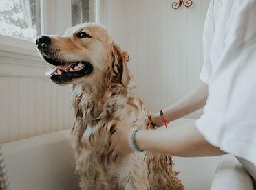 Fancy Paws Mobile Spa - Fancy Paws Mobile Spa